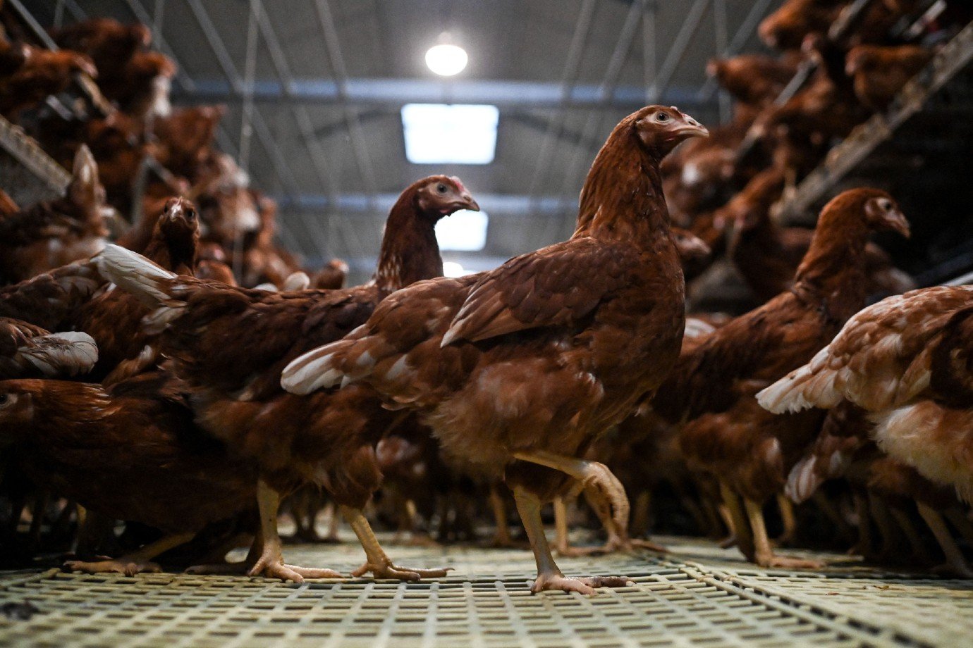 Após China e UE, Argentina anuncia a suspensão das compras de carne de frango de todo o Brasil