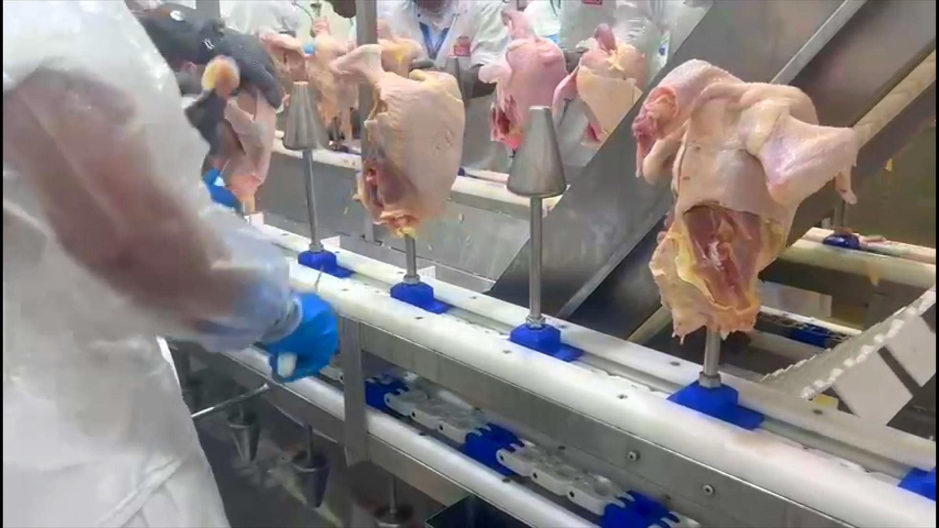 Bloqueio de países ao frango brasileiro pode deixar ave mais barata no Brasil?
