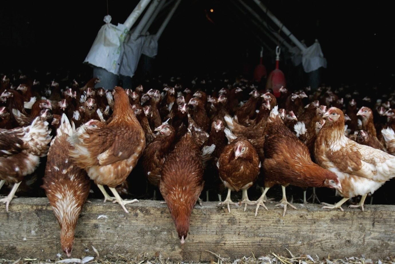 Gripe aviária: Coreia do Sul suspende importação de frango brasileiro
