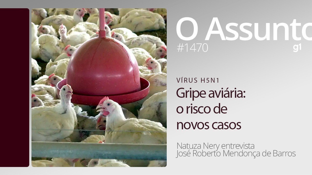 Gripe aviária: os riscos e o embargo ao frango - O Assunto #1470