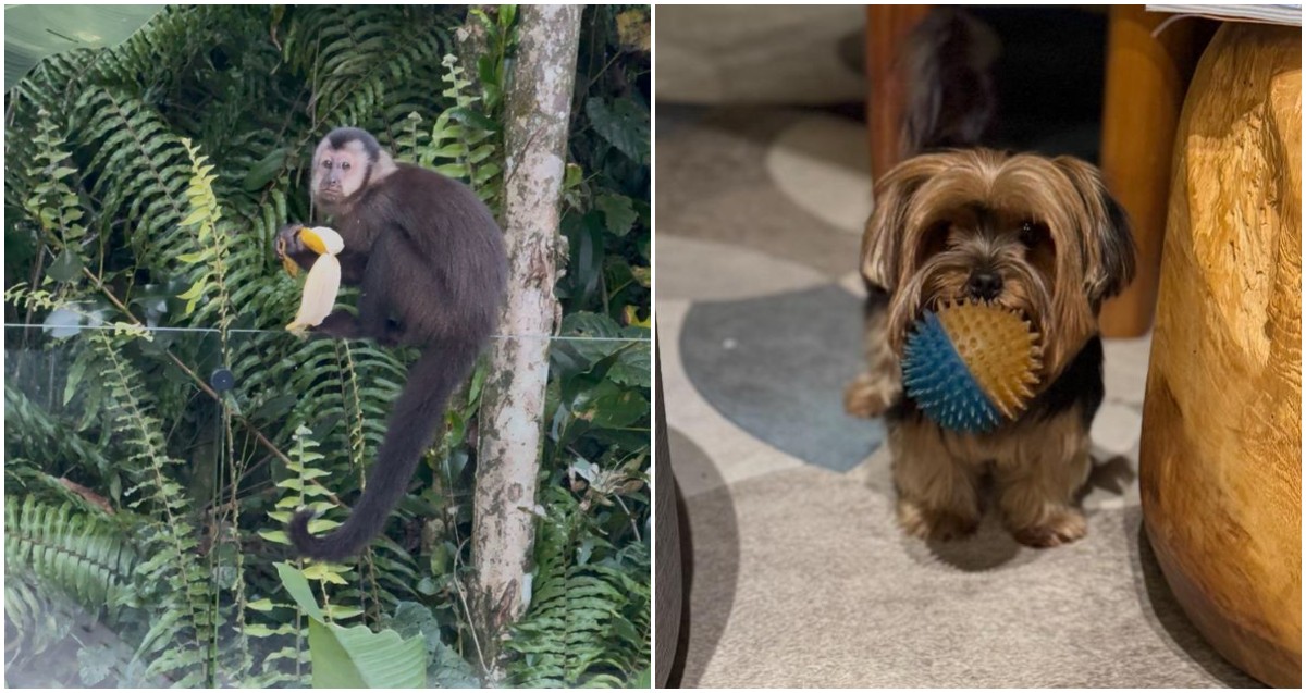 VÍDEO: Macaco invade casa de luxo, rouba cacho de banana e é perseguido por cachorrinha yorkshire