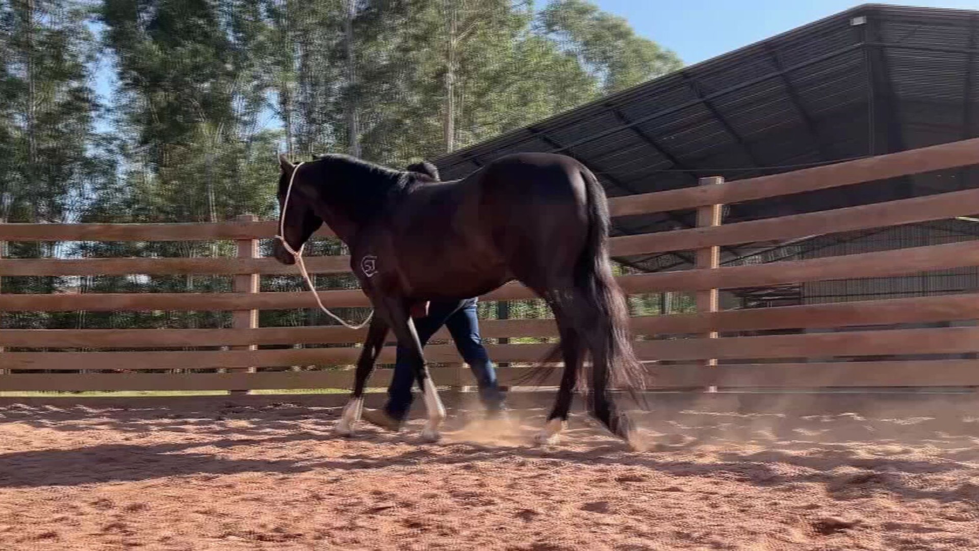 Cavalos campeões são cercados de muita atenção no dia a dia